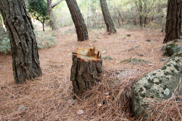 Heavener, OK Tree Care Company